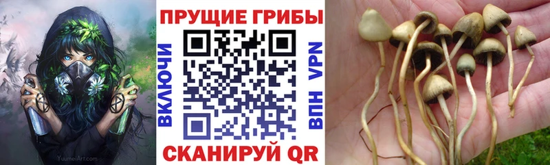купить наркоту МЕГА маркетплейс Галлюциногенные грибы Psilocybe Новочебоксарск